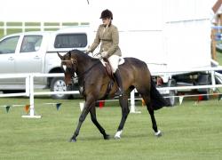 Park Hack and Riding Horse