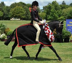 Champion Pony 128cm