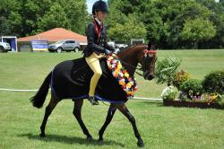 Champion Pony 138cm