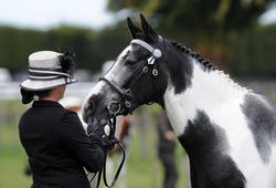 Pinto Showing