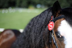 Hawkes Bay Showing Championships 2014