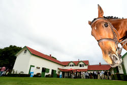 Horse of the Year Launch 2017