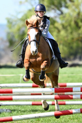 80cm Show Jumping