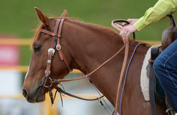 Equidays 2017