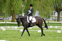 Dressage