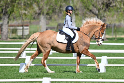 80cm Dressage