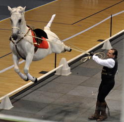 El Caballo Blanco Perform in Napier 2011