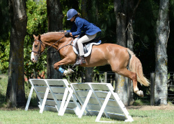 Working Hunter Pony