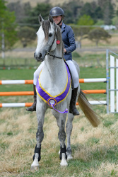 Horse Two Fence Challenge