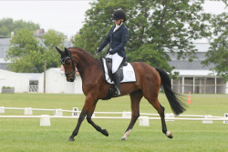 Dressage HB Championships 2019