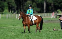 Havelock North Pony Club ODE 2011