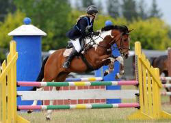 Showjumping