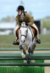 Show Hunter Pony