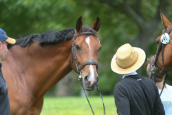 FEI CSI 1* Trot Up