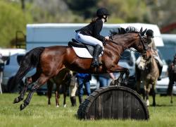 Working Hunter Pony