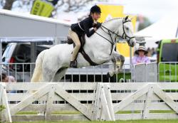 Working Hunter Pony