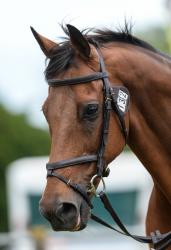 World Cup Trot Up