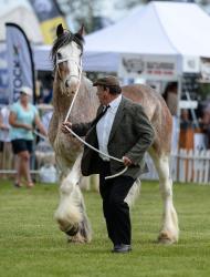 Clydesdales