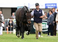 FEI Dressage Trot Up