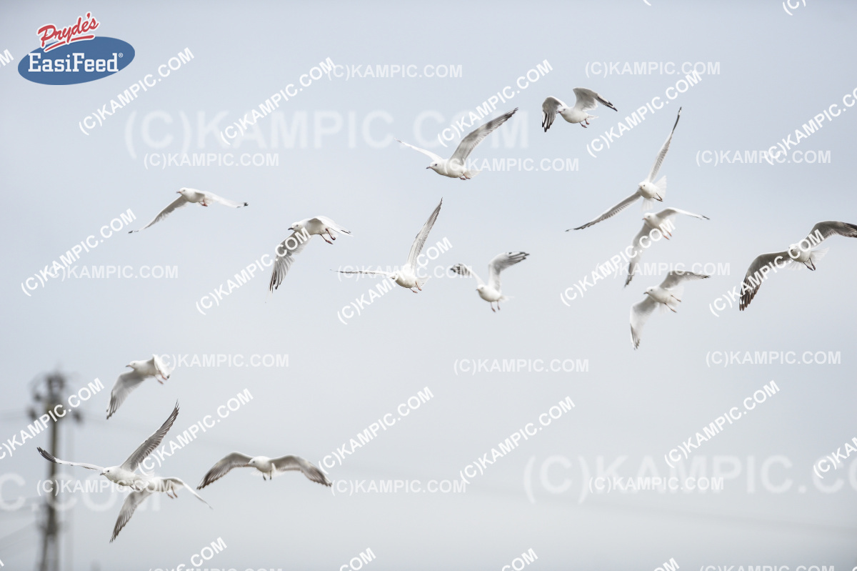 SL_170312_0054