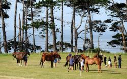 Showjumping