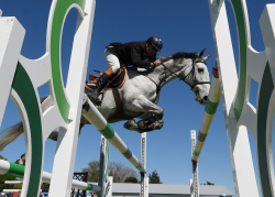 Horse 1.35m