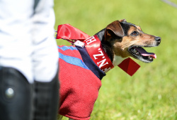 Terrier Race