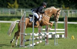 Showjumping