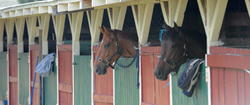 Dannevirke North Island Showjumping Champs 2010
