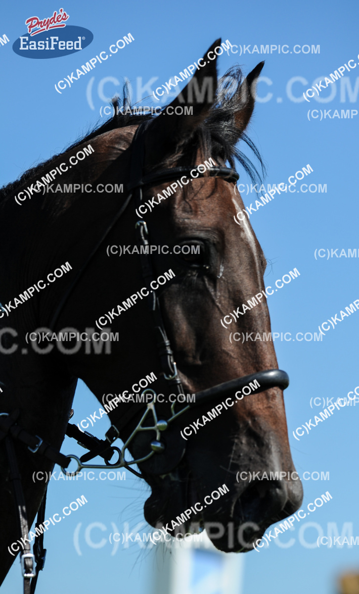 SL_180313_0686