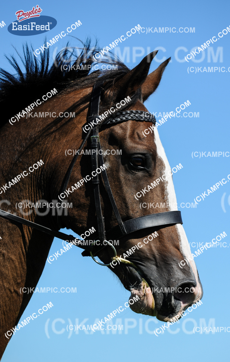 SL_180313_0761