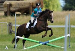 Showjumping