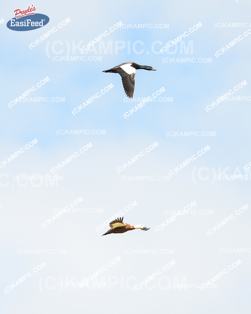 SL_181111_2001