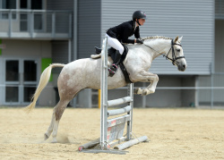 Show Hunter Pony