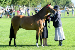 Welsh Pony