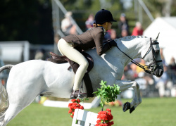 Working Hunter Pony