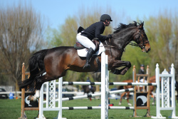 Horse 1.30m