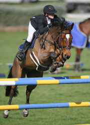 Horse Grand Prix