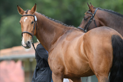 FEI 1 Star Trot Up