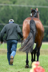 1 Star Trot Up
