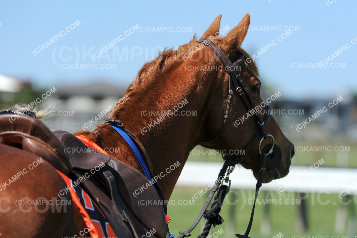 SL_201003_0174