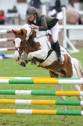 5 Year Old Horse