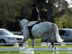 HB Dressage Winter Series May 2011