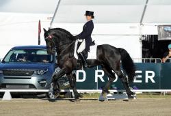 Dressage