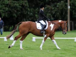 Dressage