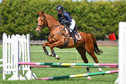 65cm Show Jumping