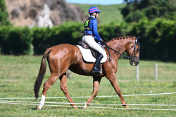 Combined Tauranga / Timberlands