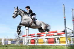 80cm Show Jumping