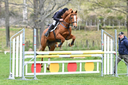 Horse 1.05m