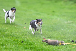 Terrier Race